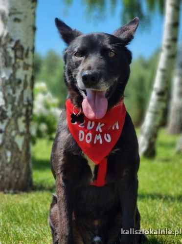 jurko-swietny-psiak-kotolubny-przyjazny-pokochaj-go-46740-sprzedam.jpg