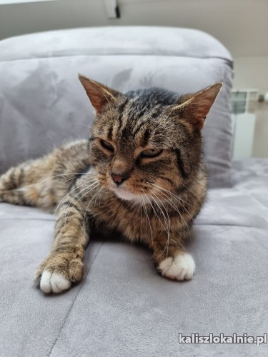 przyjazny-domowy-kotek-wasyl-szuka-domu-46756-koty.jpg