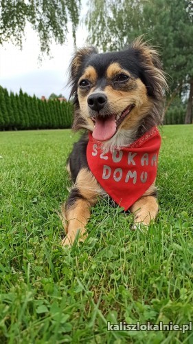 mati-nakolankowa-wesola-i-przyjazna-iskiereczka-do-pokochania-46760-kalisz.jpg