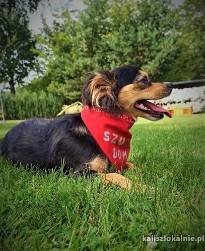 mati-nakolankowa-wesola-i-przyjazna-iskiereczka-do-pokochania-46760-psy.jpg