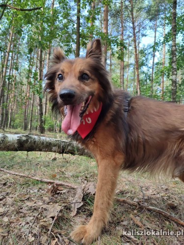 milus-cudowny-psi-dziadus-szuka-domu-tymczasowegostalego-46761-kalisz.jpg