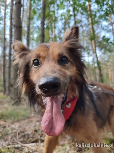 milus-cudowny-psi-dziadus-szuka-domu-tymczasowegostalego-46761-sprzedam.jpg