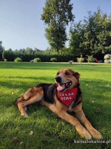 wesoly-nanek-kochajacy-dzieci-przyjazny-psiak-46784-kalisz.jpg