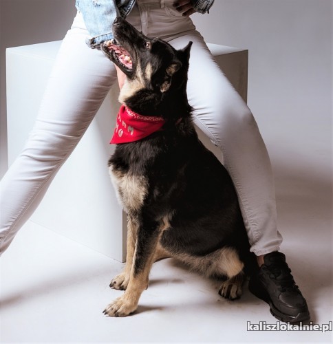 zylka-wesola-wspaniala-suczka-do-pokochania-46831-kalisz.jpg