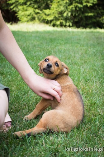 psotka-niewielki-slodziutki-maluch-do-pokochania-46855-kalisz-do-sprzedania.jpg