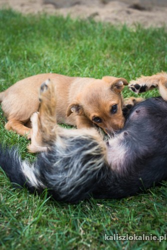 psotka-niewielki-slodziutki-maluch-do-pokochania-46855-kalisz-foto.jpg