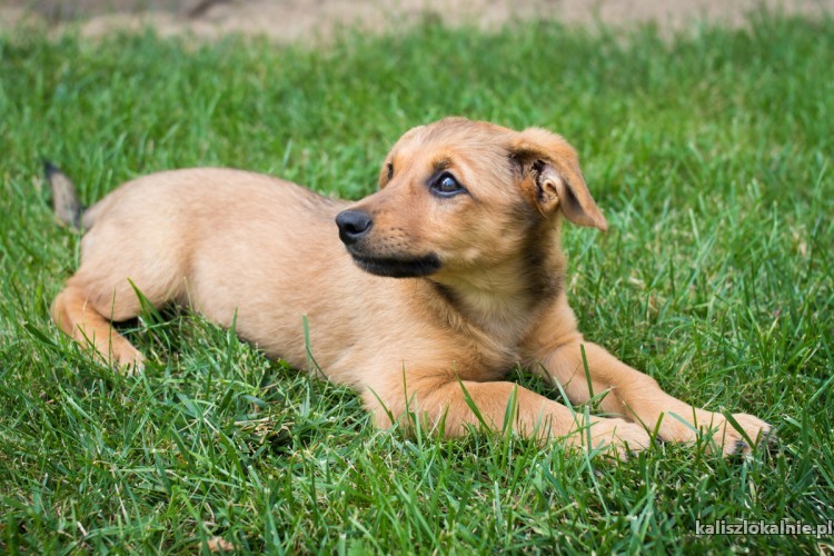 psotka-niewielki-slodziutki-maluch-do-pokochania-46855-kalisz-na-sprzedaz.jpg