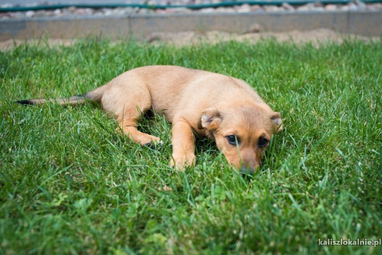 psotka-niewielki-slodziutki-maluch-do-pokochania-46855-kalisz.jpg
