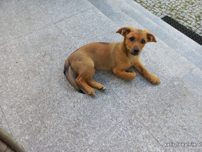 psotka-niewielki-slodziutki-maluch-do-pokochania-46855-sprzedam.jpg