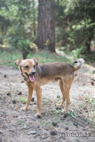 nieduzy-roczny-psiak-wesoly-i-przyjazny-46857-kalisz.jpg