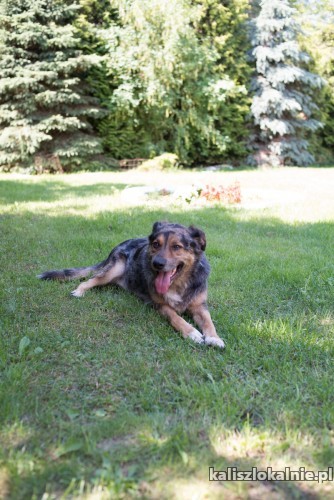 kasztan-cudowny-merle-szuka-kochajacego-domu-46868-kalisz-do-sprzedania.jpg
