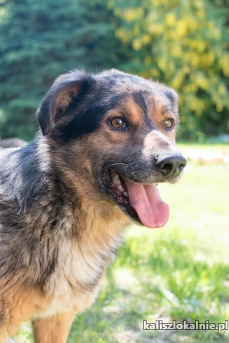 kasztan-cudowny-merle-szuka-kochajacego-domu-46868-kalisz-na-sprzedaz.jpg