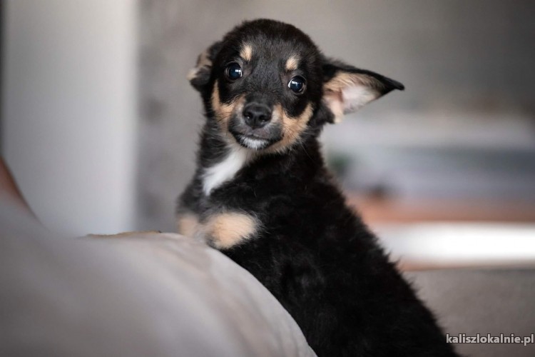 ali-cudowna-kruszyna-malutki-szczeniaczek-adopcja-46869-kalisz.jpg