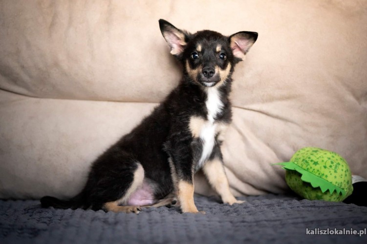ali-cudowna-kruszyna-malutki-szczeniaczek-adopcja-46869-sprzedam.jpg