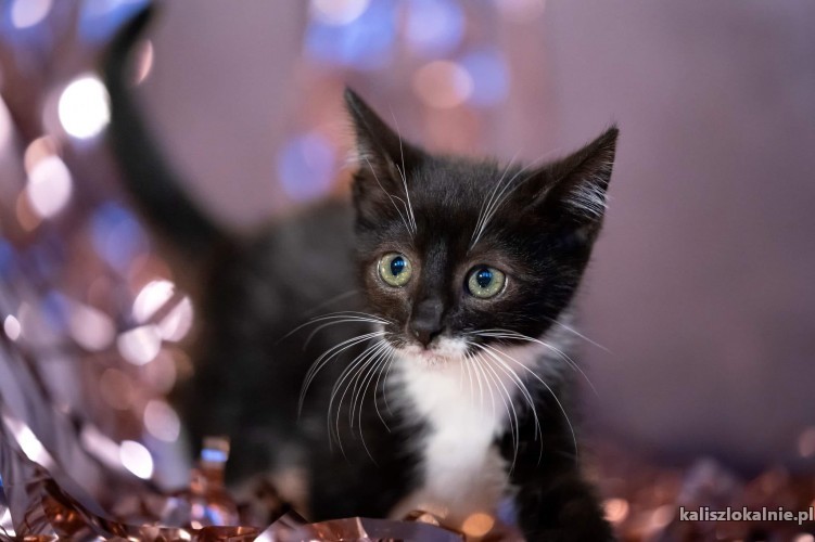 pingwinki-malutkie-kociaki-szukaja-domow-46872-kalisz-do-sprzedania.jpg