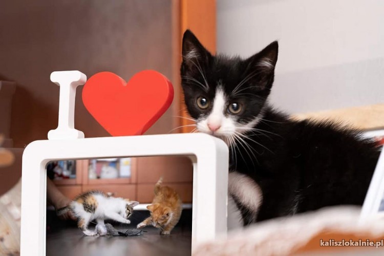 pingwinki-malutkie-kociaki-szukaja-domow-46872-kalisz.jpg