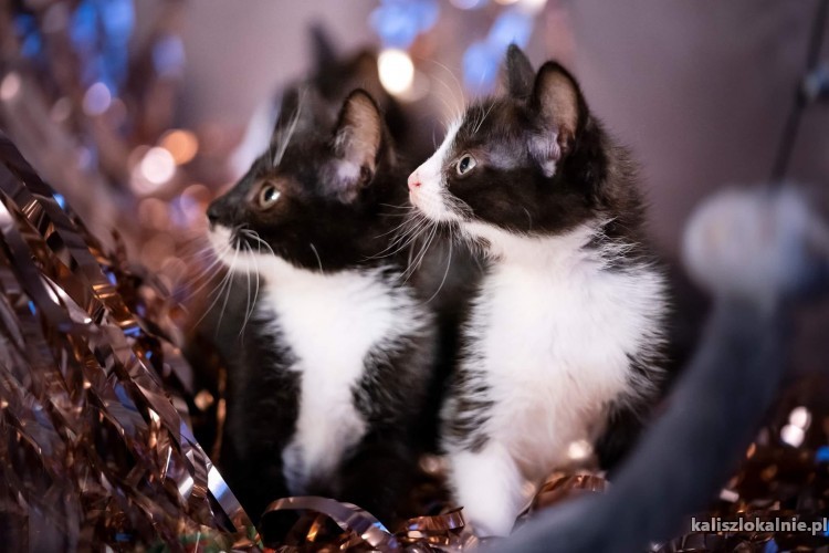 pingwinki-malutkie-kociaki-szukaja-domow-46872-koty.jpg