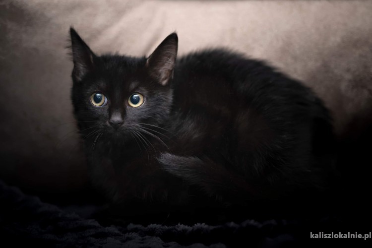 blaki-cudny-czarny-kocurek-szuka-kochajacego-domu-46873-kalisz.jpg