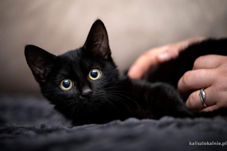blaki-cudny-czarny-kocurek-szuka-kochajacego-domu-46873-sprzedam.jpg