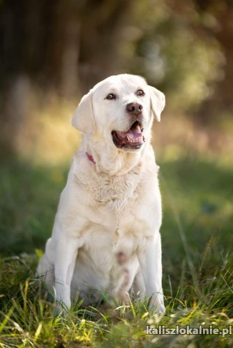 fantastyczny-biszkoptowy-labek-szuka-kochajacego-domu-46890-kalisz.jpg