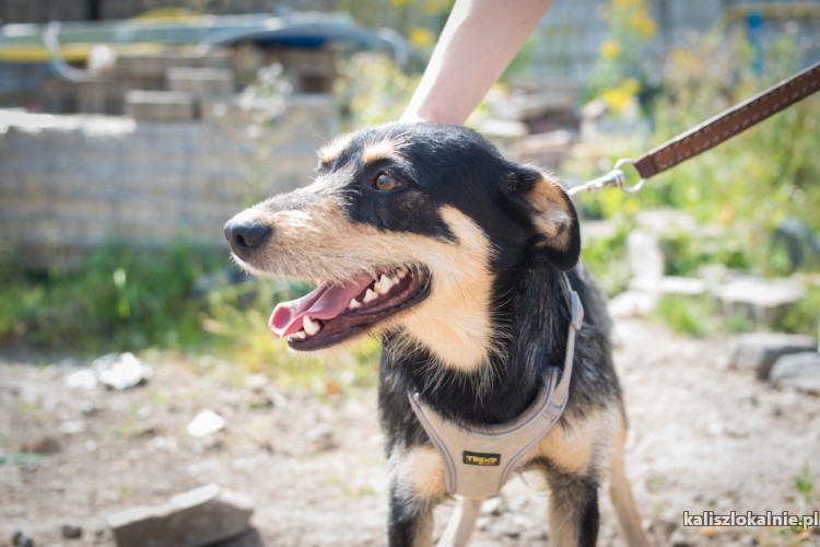 mlodziutki-terrierek-mix-wesoly-niekonfliktowy-pilna-adopcja-47010-kalisz.jpg