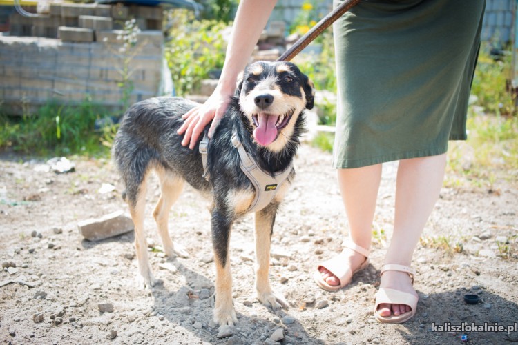 mlodziutki-terrierek-mix-wesoly-niekonfliktowy-pilna-adopcja-47010-sprzedam.jpg