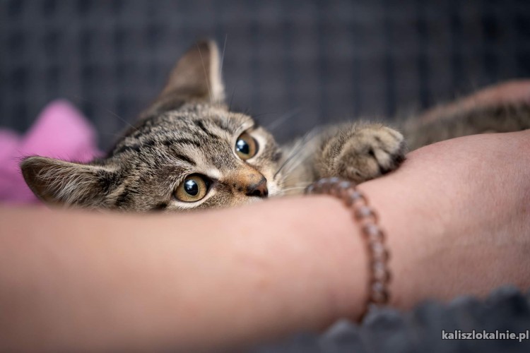 timon-cudny-4-miesieczny-pregusek-do-pokochania-od-zaraz-47045-kalisz.jpg