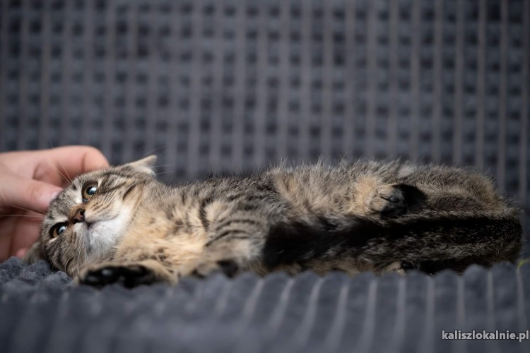 timon-cudny-4-miesieczny-pregusek-do-pokochania-od-zaraz-47045-koty.jpg