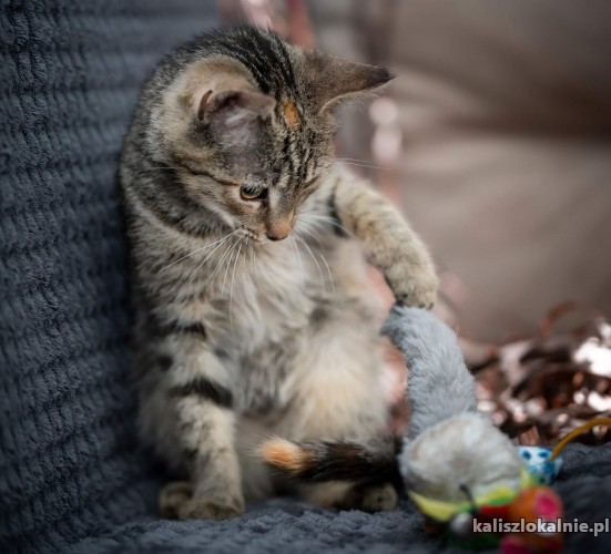 torn-4-miesieczny-kotek-szuka-kochajacego-domu-47075-kalisz.jpg