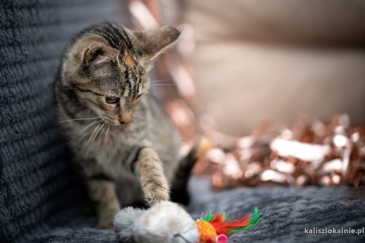torn-4-miesieczny-kotek-szuka-kochajacego-domu-47075-koty.jpg