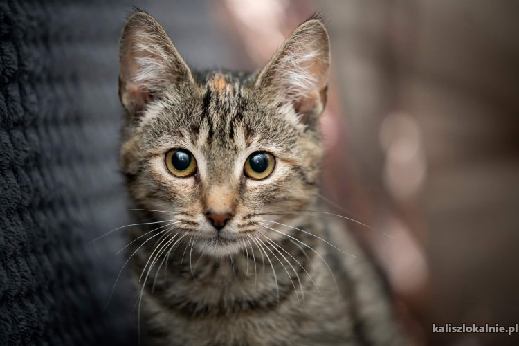 torn-4-miesieczny-kotek-szuka-kochajacego-domu-47075-sprzedam.jpg