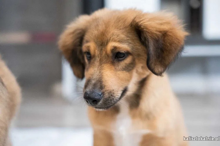 gucio-wesoly-szczeniak-szuka-kochajacego-domu-47106-kalisz-do-sprzedania.jpg