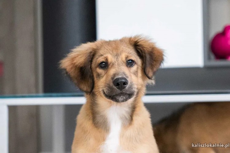 gucio-wesoly-szczeniak-szuka-kochajacego-domu-47106-kalisz-foto.jpg