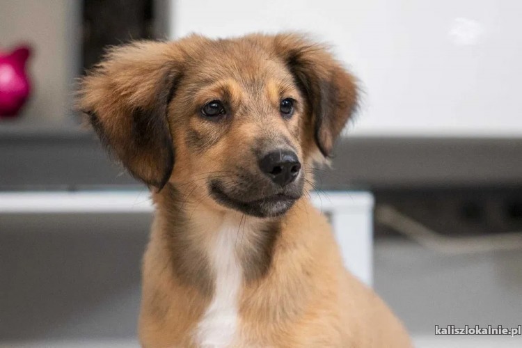 gucio-wesoly-szczeniak-szuka-kochajacego-domu-47106-kalisz-na-sprzedaz.jpg