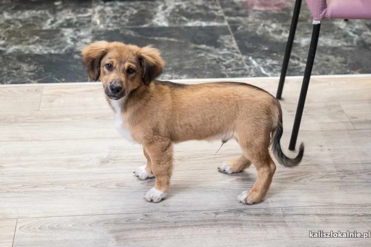 gucio-wesoly-szczeniak-szuka-kochajacego-domu-47106-kalisz.jpg