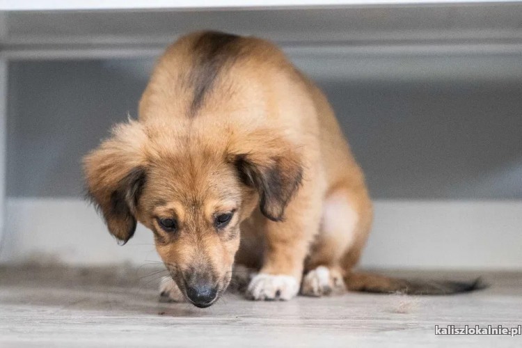 gucio-wesoly-szczeniak-szuka-kochajacego-domu-47106-psy.jpg