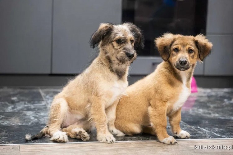 sisi-mlodziutki-wesoly-psi-dzieciak-w-typie-terrierka-adopcja-47107-kalisz-do-sprzedania.jpg