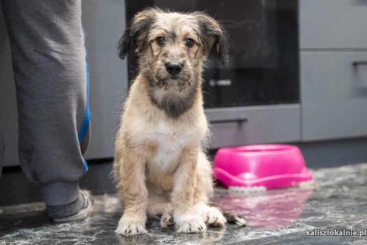 sisi-mlodziutki-wesoly-psi-dzieciak-w-typie-terrierka-adopcja-47107-kalisz-foto.jpg