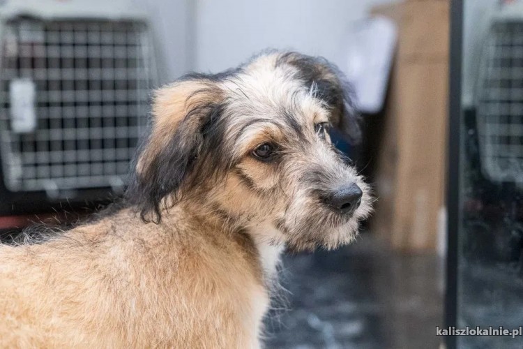 sisi-mlodziutki-wesoly-psi-dzieciak-w-typie-terrierka-adopcja-47107-kalisz-na-sprzedaz.jpg