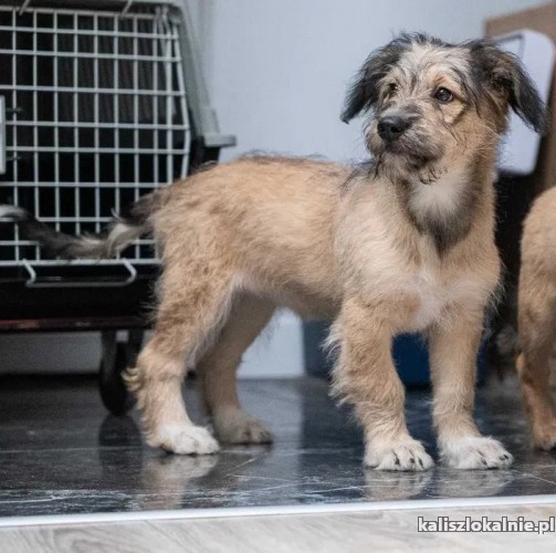sisi-mlodziutki-wesoly-psi-dzieciak-w-typie-terrierka-adopcja-47107-kalisz.jpg