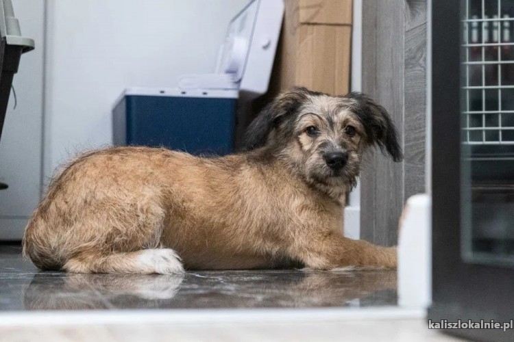 sisi-mlodziutki-wesoly-psi-dzieciak-w-typie-terrierka-adopcja-47107-sprzedam.jpg