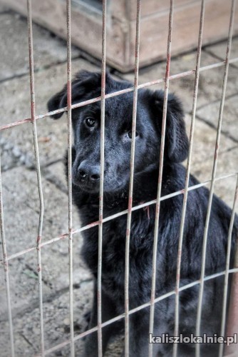 henia-7-miesieczna-niekonfliktowa-sunia-szuka-domu-na-zawsze-47108-kalisz.jpg