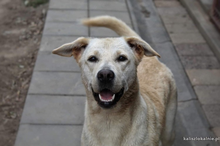 sniezka-mloda-wesola-labrador-mix-do-pokochania-47151-psy.jpg