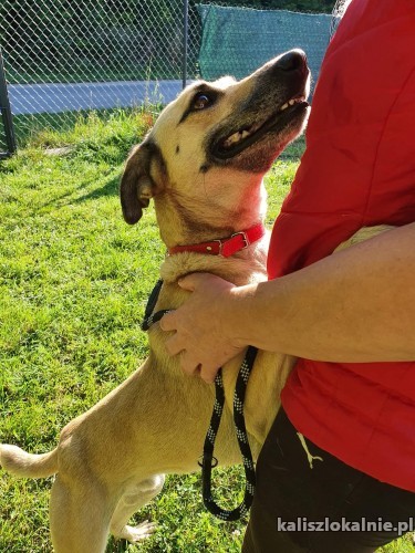 stop-jesli-szukasz-psiego-aniola-oto-jest-on-timi-47180-kalisz-do-sprzedania.jpg
