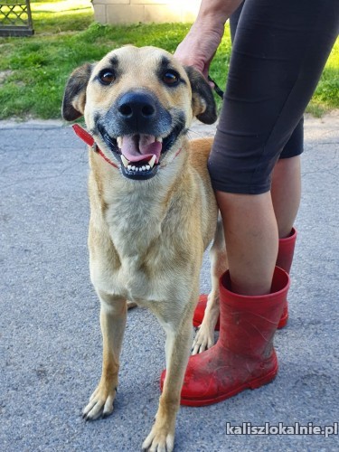 stop-jesli-szukasz-psiego-aniola-oto-jest-on-timi-47180-kalisz-foto.jpg