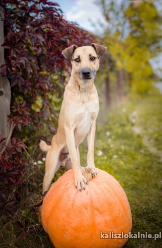 stop-jesli-szukasz-psiego-aniola-oto-jest-on-timi-47180-kalisz.jpg
