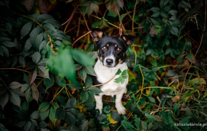 elio-nieduzy-wesoly-tricolorek-szuka-domu-47195-kalisz.jpg