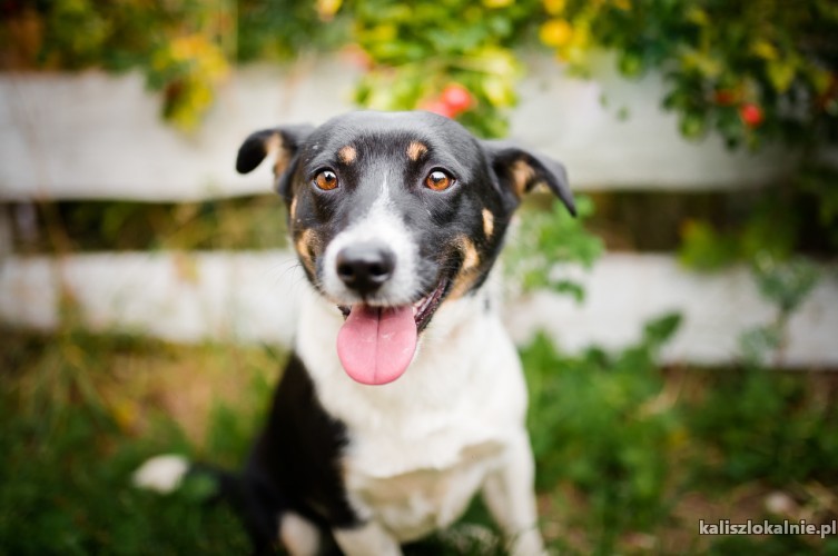 elio-nieduzy-wesoly-tricolorek-szuka-domu-47195-psy.jpg