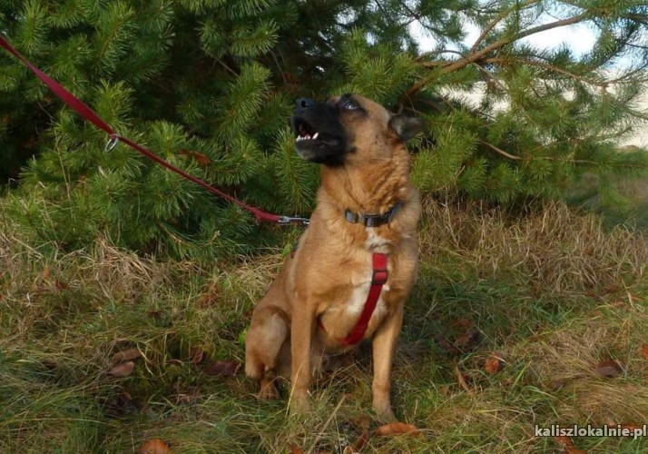 wyjatkowy-borys-mlody-przyjazny-psiak-47209-kalisz-foto.jpg