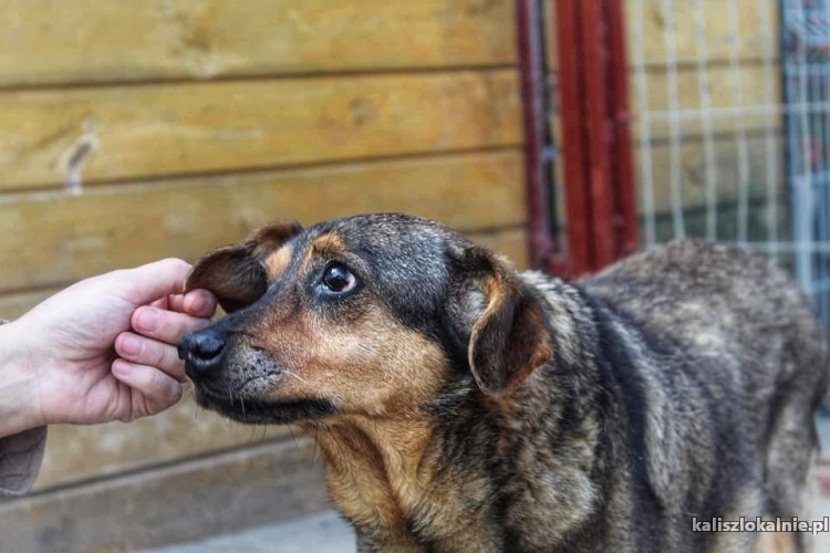 kamisia-cudowna-niekonfliktowa-sunieczka-szuka-domu-47255-psy.jpg